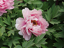 Indianastate Flower on By A Floral Pattern Depicting The Peony The State Flower Of Indiana